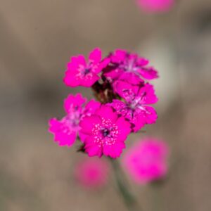 DIANTHUS VISCIDUS, BORY &AMP; CHAUB, CARYOPHYLLACEAE, EUROPA MERIDIONALE, ASIA MINORE - 1152