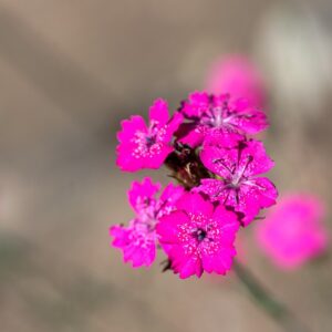 DIANTHUS VISCIDUS, BORY &AMP; CHAUB, CARYOPHYLLACEAE, EUROPA MERIDIONALE, ASIA MINORE - 1153