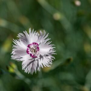 DIANTHUS PLUMARIUS, L, CARYOPHYLLACEAE, EUROPA CENTRO ORIENTALE - 1156