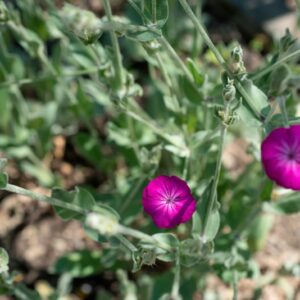 SILENE CORONARIA, CLAIRV, CARYOPHYLLACEAE, EUROPA CENTRO MERIDIONALE, ASIA OCCIDENTALE - 1158