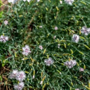 DIANTHUS PLUMARIUS, L, CARYOPHYLLACEAE, EUROPA CENTRO ORIENTALE - 1155