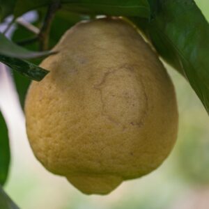 CITRUS LIMON AMALPHITANEM PANE - RUTACEAE - 1289