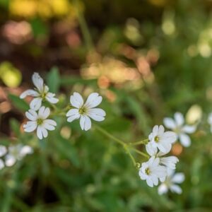 CERASTIUM TOMENTOSUM, L, CARYOPHYLLACEAE, ITALIA CENTRO MERIDIONALE - 1165