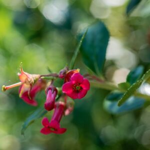 ESCALLONIA RUBRA, PERS, CV RED DREAM, ESCALLONIACEAE, CILE - 1168