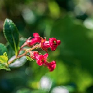 ESCALLONIA RUBRA, PERS, CV RED DREAM, ESCALLONIACEAE, CILE - 1170