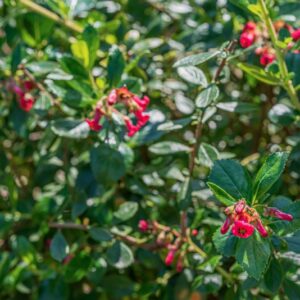 ESCALLONIA RUBRA, PERS, CV RED DREAM, ESCALLONIACEAE, CILE - 1169