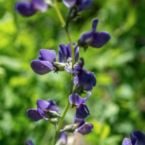 BAPTISIA AUSTRALIS , R BR, FABACEAE, AMERICA BOREALE - 1172