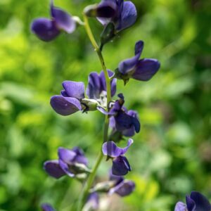 BAPTISIA AUSTRALIS , R BR, FABACEAE, AMERICA BOREALE - 1173
