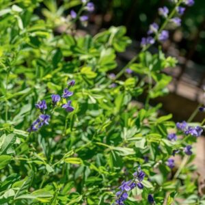 BAPTISIA AUSTRALIS , R BR, FABACEAE, AMERICA BOREALE - 1172