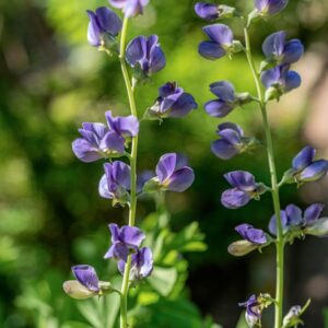 BAPTISIA AUSTRALIS , R BR, FABACEAE, AMERICA BOREALE - 1175
