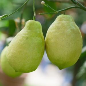 CITRUS LIMON AMALPHITANEM ORNAMENTALE - RUTACEAE - 1290