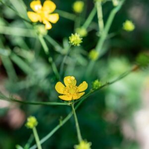 RANUNCULUS POYANTHRMOS, L, RANUNCOLACEAE, EUROPA, CAUCASO - 1177