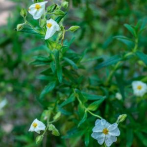 CISTUS MONSPELIENSIS, L, CISTACEAE, REGIONI MEDITERRANEE - 1180