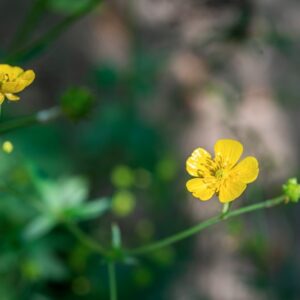 RANUNCULUS POYANTHRMOS, L, RANUNCOLACEAE, EUROPA, CAUCASO - 1178
