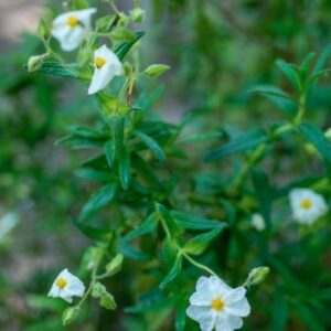 CISTUS MONSPELIENSIS, L, CISTACEAE, REGIONI MEDITERRANEE - 1181