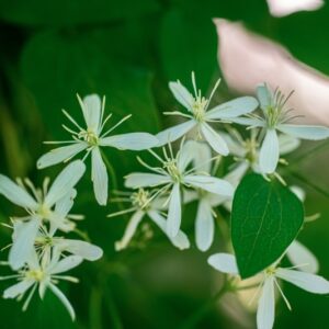 CLEMATIS JUBATA BISCH, RANUNCOLACEAE - 1185