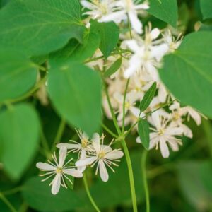 CLEMATIS JUBATA BISCH, RANUNCOLACEAE - 1184