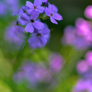 HESPERIS MATRONALIS, L, BRASSICACEAE, EUROPA CENTRO MERIDIONALE, ASIA OCCIDENTALE - 1192
