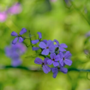 HESPERIS MATRONALIS, L, BRASSICACEAE, EUROPA CENTRO MERIDIONALE, ASIA OCCIDENTALE - 1193