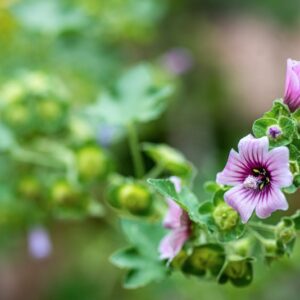 LAVATERA ARBOREA, L, MALVACEAE, REGIONI MEDITERRANEEE, AFRICA - 1196