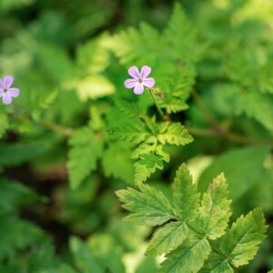 PIMPINELLA MAJOR, L, HUDS, APIACEAE, EUROPA - 1198