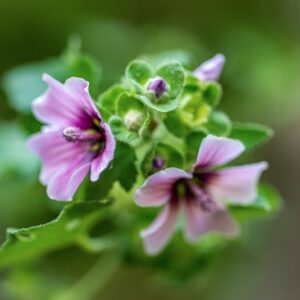 LAVATERA ARBOREA, L, MALVACEAE, REGIONI MEDITERRANEEE, AFRICA - 1195