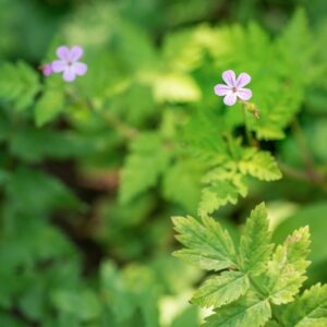 PIMPINELLA MAJOR, L, HUDS, APIACEAE, EUROPA - 1199