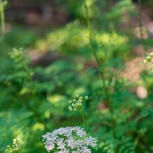 OENANTHE CROCATA, L, APIACEAE, EUROPA OCCIDENTALE, MAROCCO - 1202