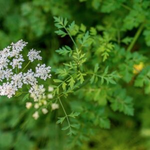 OENANTHE CROCATA, L, APIACEAE, EUROPA OCCIDENTALE, MAROCCO - 1203