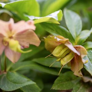 HELLEBORUS ORIENTALIS, LAM, RANUNCOLACEAE, MACEDONIA, ASIA MINORE - 1205