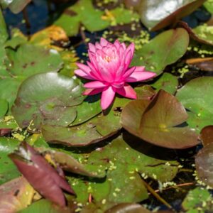 NYMPHAEA, CV, MORECHAL PETAIN, NYMPHACEAE, ORIGINE ORTICOLA - 1208