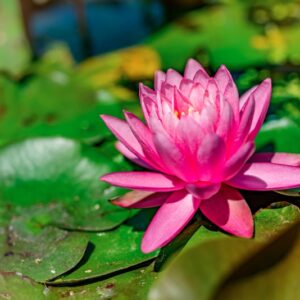 NYMPHAEA, CV, MORECHAL PETAIN, NYMPHACEAE, ORIGINE ORTICOLA - 1210