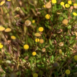 COTULA CORONOPIFOLIA, L, ASTERACEAE, AFRICA MERIDIONALE -1213