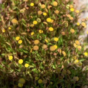 COTULA CORONOPIFOLIA, L, ASTERACEAE, AFRICA MERIDIONALE - 1212