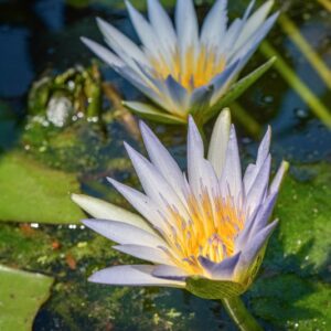 NYMPHAEA CAERULEA, NYMPHACEAE - 1216