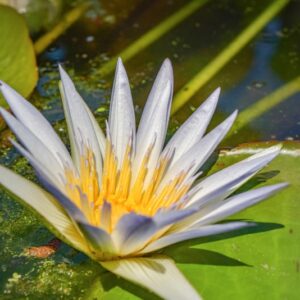 NYMPHAEA CAERULEA, NYMPHACEAE - 1217