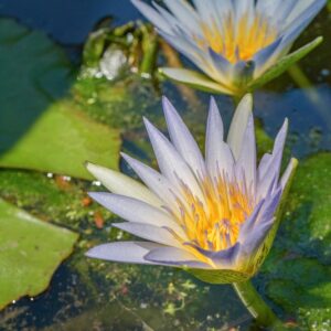 NYMPHAEA CAERULEA, NYMPHACEAE - 1218
