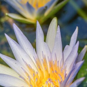 NYMPHAEA CAERULEA, NYMPHACEAE - 1219