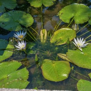 NYMPHAEA CAERULEA, NYMPHACEAE - 1220