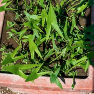 SAGITTURIA, SAGITTIFOLIA, L, ALISMATACEAE, EUROPA, ASIA OCCIDENTALE - 1229