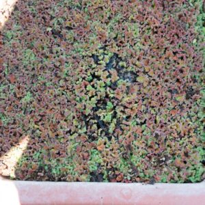 AZOLLA FILICULOIDES, LAM, SALVINIACEAE, AMERICA SETTENTRIONALE, AMERICA CENTRALE - 1227