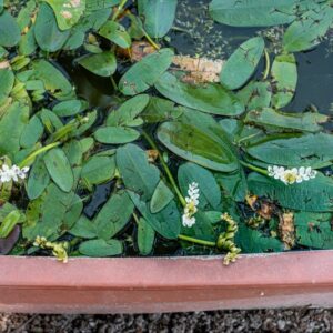 APONOGETON DISTACHYOS, L, F, APONOGETONACEAE, SUDAFRICA - 1231