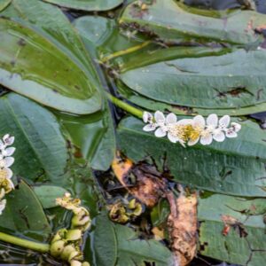 APONOGETON DISTACHYOS, L, F, APONOGETONACEAE, SUDAFRICA - 1232