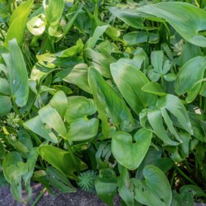 PONTEDERIA CORDATA, L, PONTEDERIACEAE, AMERICA - 1236