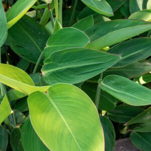 THALIA DEALBATA, FRASER, MARANTACEAE, AMERICA BOREALE - 1238