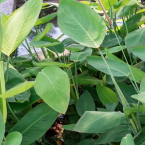 THALIA DEALBATA,  BOREALE, FRASER, MARANTACEAE, AMERICA - 1240