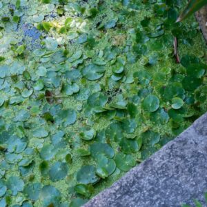 NYMPHOIDES PELTATA, KUNZE, MENYANTHACEAE, EUROPA, ASIA - 1243