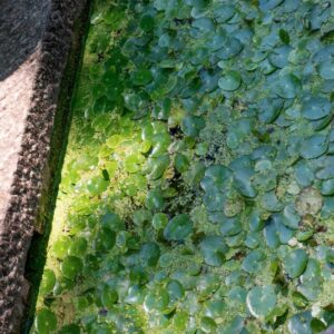 NYMPHOIDES PELTATA, KUNZE, MENYANTHACEAE, EUROPA, ASIA - 1242