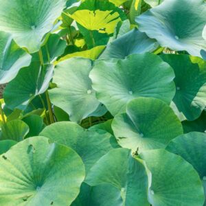 NELIMBO NUCIFERA, GAERTN, CV, ALBA, NELUMBONACEAE, ASIA SUBTROPICALE - 1247