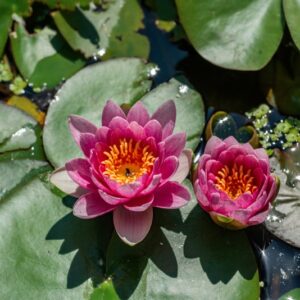 NYMPHAEA COLORATA PETER, AFRICA TROPICALE, NYMPHAEACEAE - 1249